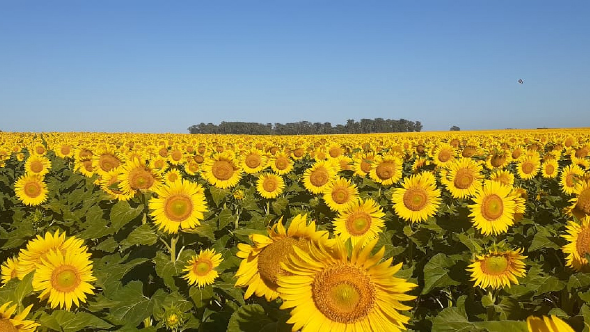 Comenzaron los monitoreos en cultivos de girasol en la provincia de La Pampa